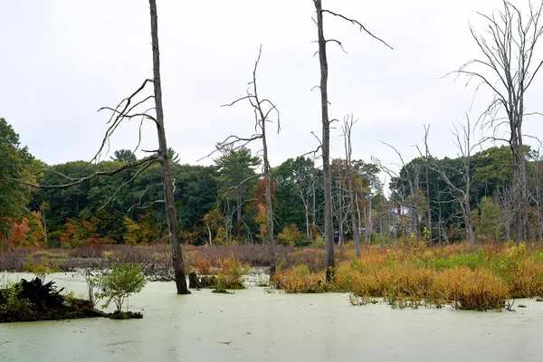 Sumpf Umgeben Von Bunten Bäumen Trockenen Ästen Und Stämmen Massachusetts — Stockfoto