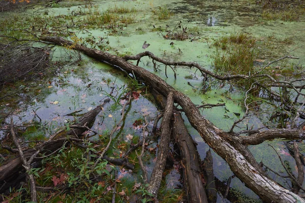 Palude Con Rami Secchi Tronchi Terra Nel Massachusetts Usa — Foto Stock