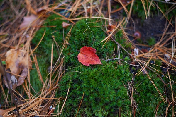 Rood Blad Liggend Een Mos Een Bos Massachusetts Usa — Stockfoto