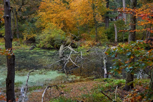 Pântano Cercado Por Árvores Multicoloridas Galhos Secos Troncos Chão Massachusetts — Fotografia de Stock