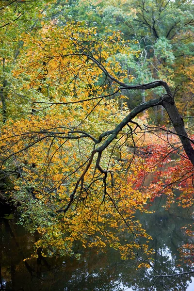 Curved Tree Yellow Leaves Lake Massachusetts Usa — Stock Photo, Image