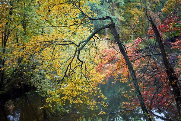米国マサチューセッツ州の湖の上に黄色の葉を持つ湾曲した木 — ストック写真