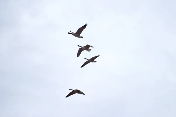 Gâște Zburătoare Cer Tulbure Fundal — Fotografie, imagine de stoc