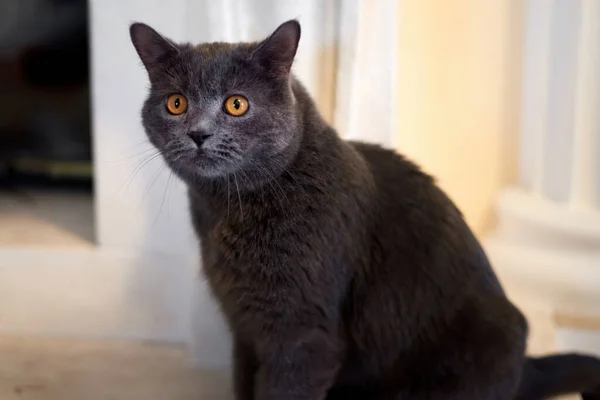 Katze Mit Dunkelgrauem Fell Und Orangefarbenen Augen — Stockfoto