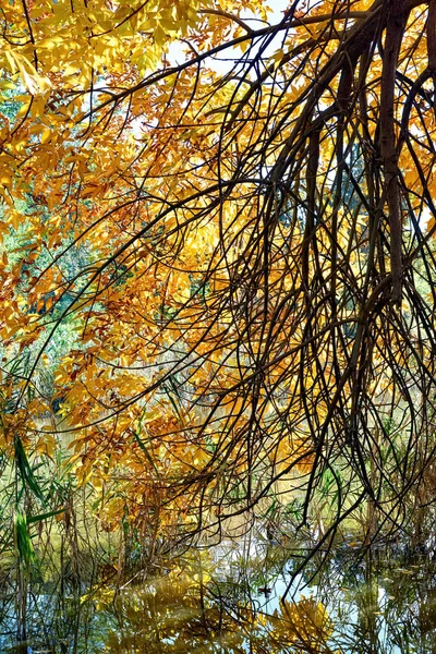 Tree Branches Yellow Leaves Hanging Surface Water Chisinau Moldova — Stock Photo, Image
