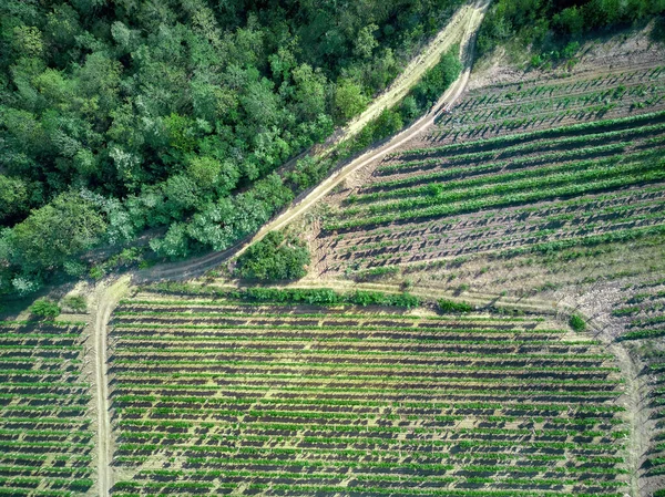 Ülke Yolu Ormanı Olan Üzüm Bağları Moldova Daki Bir Dronun — Stok fotoğraf