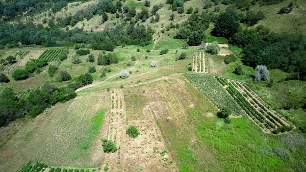 Panoramaaufnahme Von Weinbergen Grün Moldawien — Stockfoto