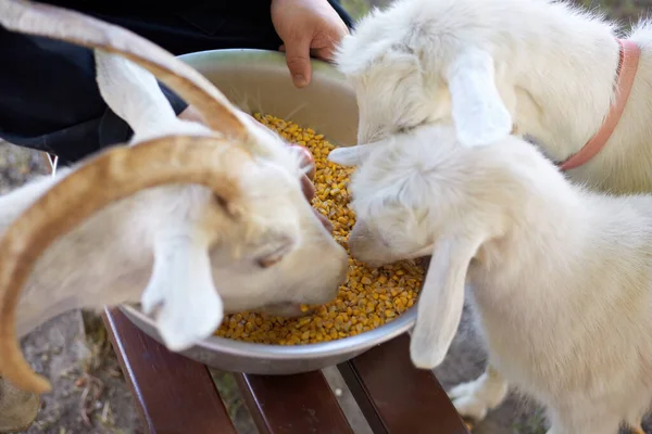 Homem Alimentando Cabras Com Milho Uma Tigela — Fotografia de Stock