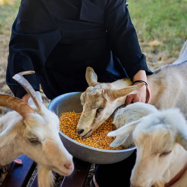 Sacerdote Alimentando Cabras Com Milho Uma Tigela Moldávia — Fotografia de Stock