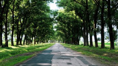 Moldova 'da yol kenarlarında yüksek yeşil ağaçlar bulunan köy yolu