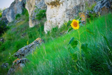 Moldova 'daki kayalık uçurumun kenarındaki yamaçta büyüyen ayçiçeği.
