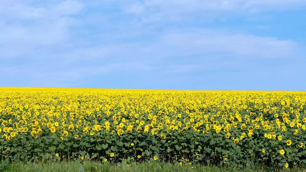 Campo Lleno Girasoles Moldavia — Foto de Stock