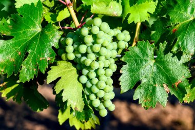 Moldova 'daki üzüm bağında yeşil üzümler