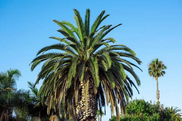 Palmier Avec Autres Palmiers Arbres Sur Fond Journée Ensoleillée San — Photo