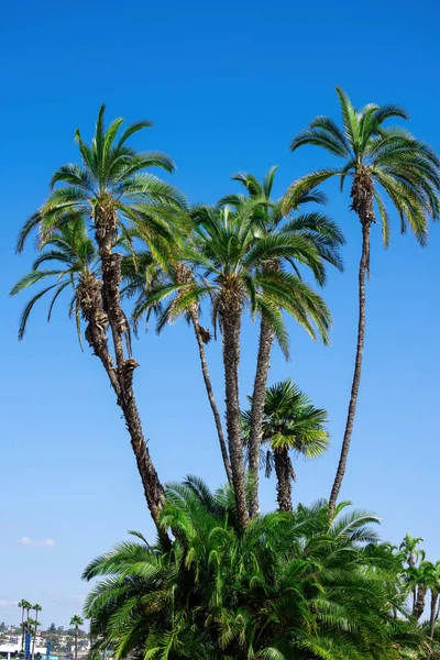 Palmier Avec Autres Palmiers Arbres Sur Fond Journée Ensoleillée San — Photo