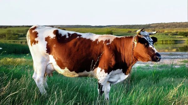 Cow Staying Grass Chain Neck Water Fields Hills Background Moldova — Stock Photo, Image