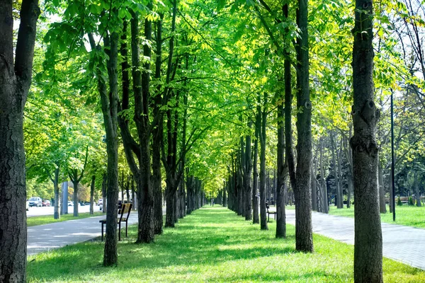 Rijen Van Groene Bomen Straat Chisinau Moldavië — Stockfoto