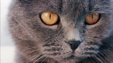 Gri bir İngiliz Shorthair kedinin altın gözlerine yakından bakın. Gözlerinde tüyler ve keskin bir yansıma var.