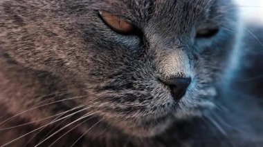 Gri bir İngiliz Shorthair kedinin altın gözlerine yakından bakın. Gözlerinde tüyler ve keskin bir yansıma var.