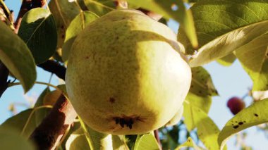 Güneş ışığında yeşil yaprakların arasında sallanan olgun bir armut gibi