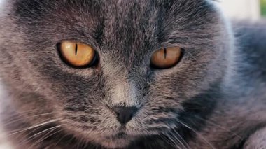 Gri bir İngiliz Shorthair kedinin altın gözlerine yakından bakın. Gözlerinde tüyler ve keskin bir yansıma var.
