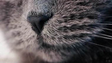 Gri bir İngiliz Shorthair kedinin burnunu ayrıntılı kürk ve bıyıklarla kapatın.