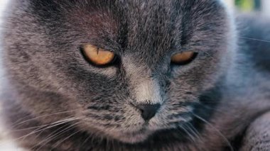 Gri bir İngiliz Shorthair kedinin altın gözlerine yakından bakın. Gözlerinde tüyler ve keskin bir yansıma var.