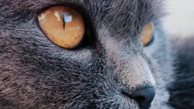 Gri bir İngiliz Shorthair kedinin altın gözlerine yakından bakın. Gözlerinde tüyler ve keskin bir yansıma var.