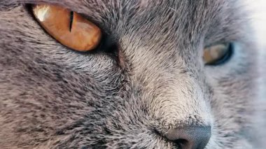 Gri bir İngiliz Shorthair kedinin altın gözlerine yakından bakın. Gözlerinde tüyler ve keskin bir yansıma var.