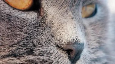 Gri bir İngiliz Shorthair kedinin altın gözlerine yakından bakın. Gözlerinde tüyler ve keskin bir yansıma var.