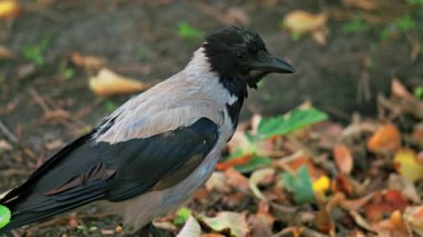 Kapüşonlu bir karga yerde yiyecek arar. Düşen yapraklar ve otlarla çevrili bir toprak tepeciğinin yanında gagalar.
