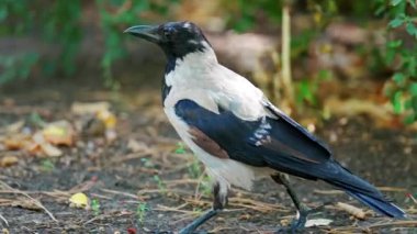 Kapüşonlu bir karga yerde yiyecek arar. Düşen yapraklar ve otlarla çevrili bir toprak tepeciğinin yanında gagalar.