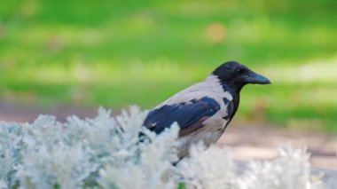 Dekoratif beyaz bitkilerin yanındaki yeşil çimlerde zarif bir şekilde yürüyen siyah karga.