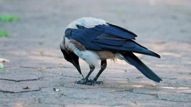 Siyah bir karga zarif bir şekilde bir parkta yürür.