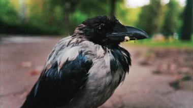 Yazın yeşil bir parkta, yolda oturan küçük siyah karga.