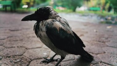 Yazın yeşil bir parkta, yolda oturan küçük siyah karga.