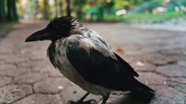 Yazın yeşil bir parkta, yolda oturan küçük siyah karga.