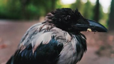 Yazın yeşil bir parkta, yolda oturan küçük siyah karga.