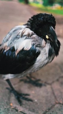 Yazın yeşil bir parkta, yolda oturan küçük siyah karga. Dikey ekran.