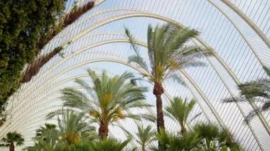 Low angle view through palm fronds to the repeating white arches of the L'Umbracle canopy in the City of Arts and Sciences, Valencia, Spain