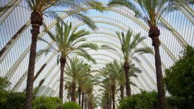 Low angle view through palm fronds to the repeating white arches of the L'Umbracle canopy in the City of Arts and Sciences, Valencia, Spain
