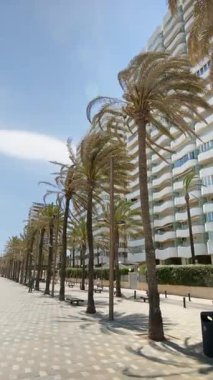 Alicante, Spain - May 20, 2025: People walking on a palm tree lined promenade near the beach at sunrise. Vertical