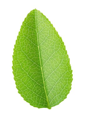 Bilberry yaprak beyaz izole.