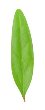 Nar yaprak beyaz izole.