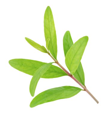 Beyaz izole nar dal.