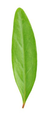 Nar yaprak beyaz izole.