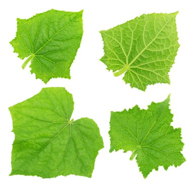 Salatalık yaprakları beyaz izole kümesi.