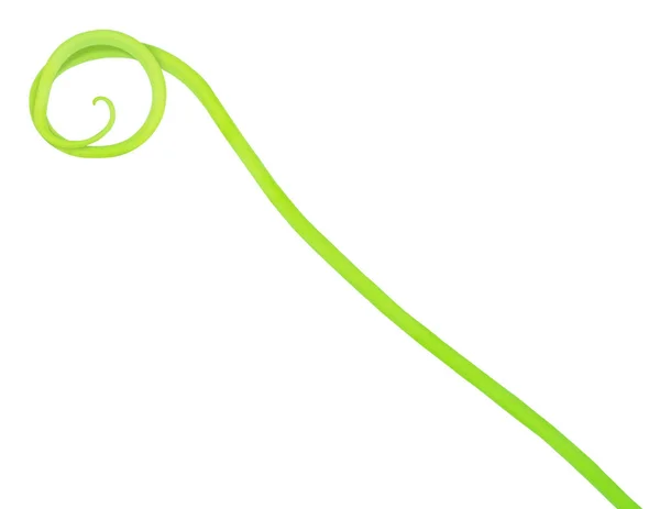 Komkommer kruipende stengel geïsoleerd op een witte. — Stockfoto