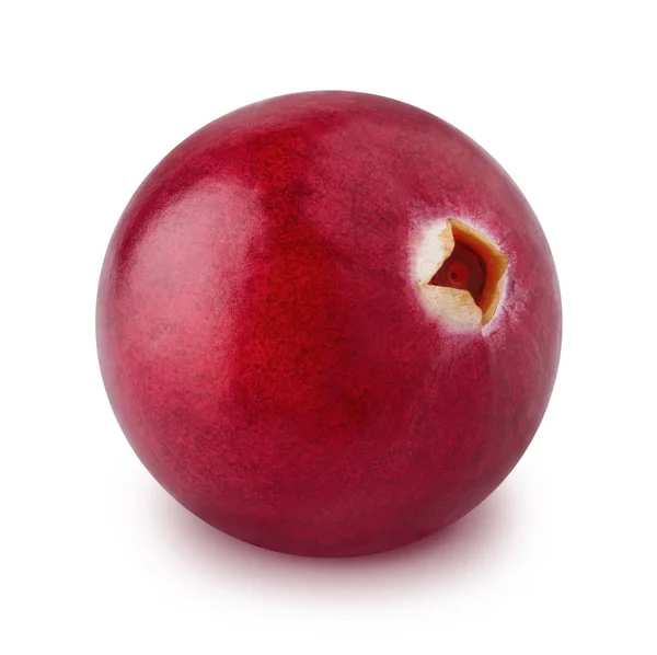 Cranberry único isolado em um fundo branco . — Fotografia de Stock