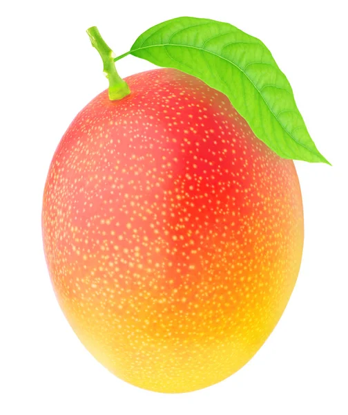 Frisch gepflückte Single Mango mit grünem Blatt. — Stockfoto